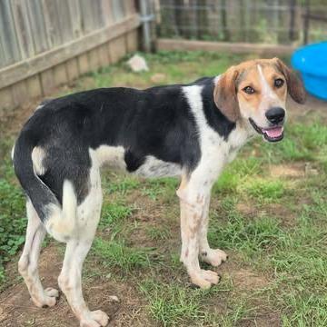 Enlarge Baskin, a Adoptable mixed breed in Dover, AR image 3/3