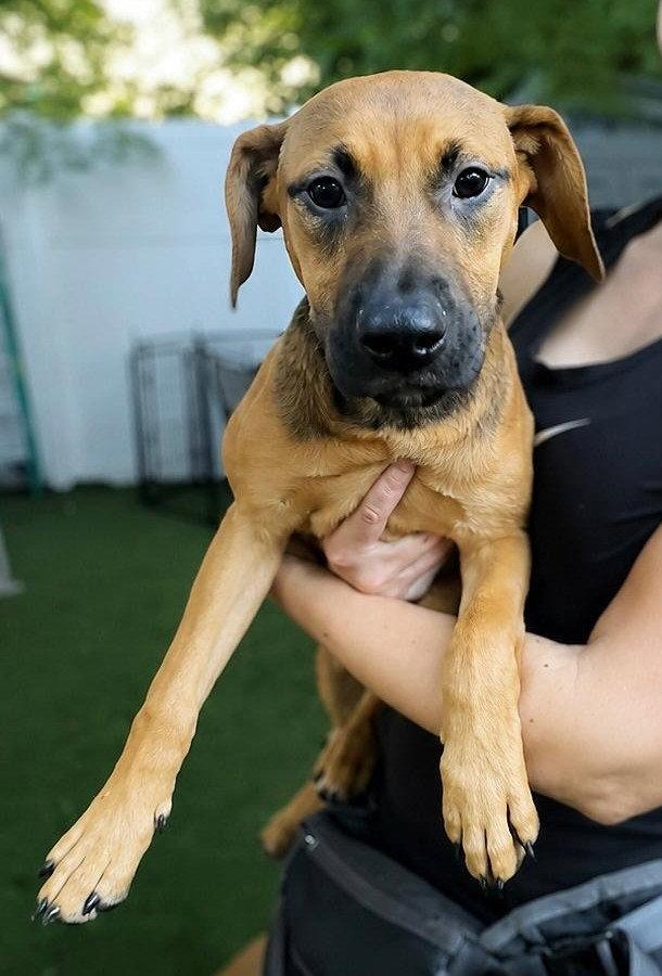 Isabella Pup - Carmen, Adoptable, Puppy Female Dachshund & Labrador Retriever.