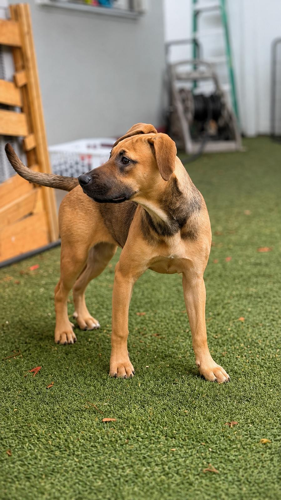Enlarge Isabella Pup - Carmen, a Adoptable mixed breed in Pompano Beach, FL image 2/3
