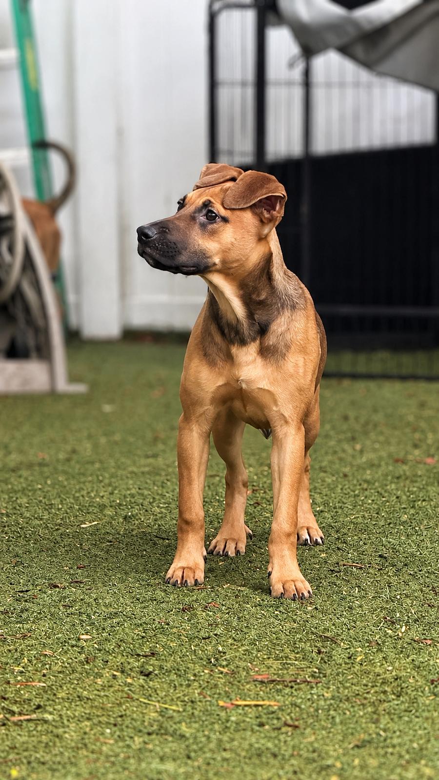 Enlarge Isabella Pup - Carmen, a Adoptable mixed breed in Pompano Beach, FL image 3/3