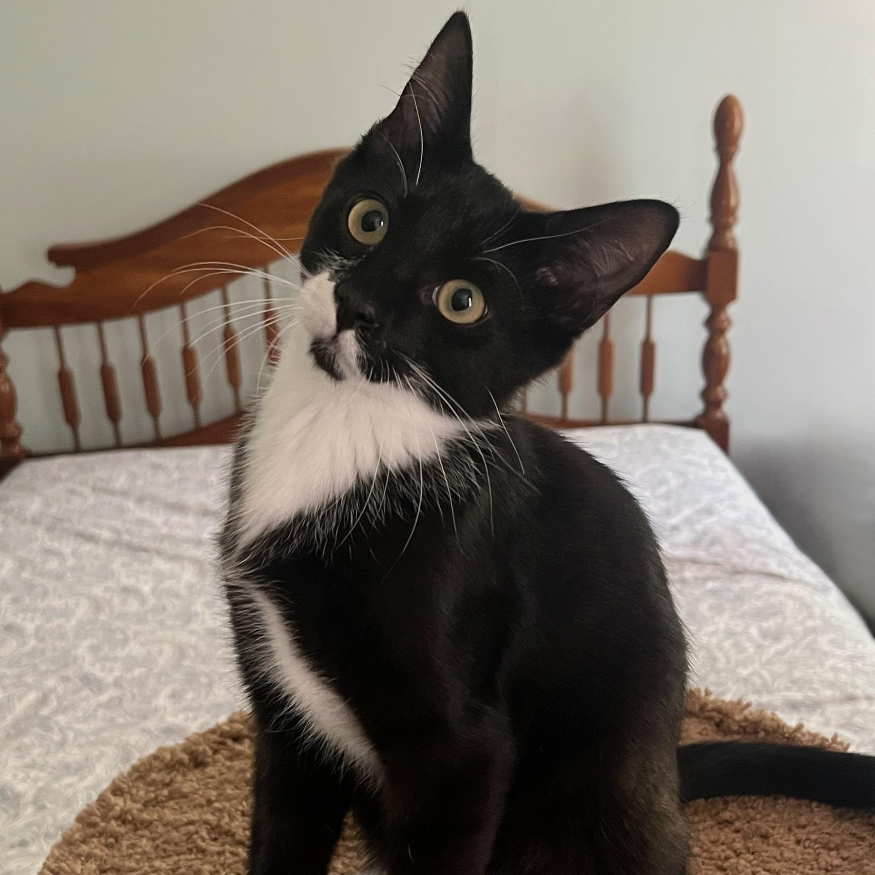 Enlarge Burgess, a Adoptable Domestic Short Hair in Richmond, VA image 1/2