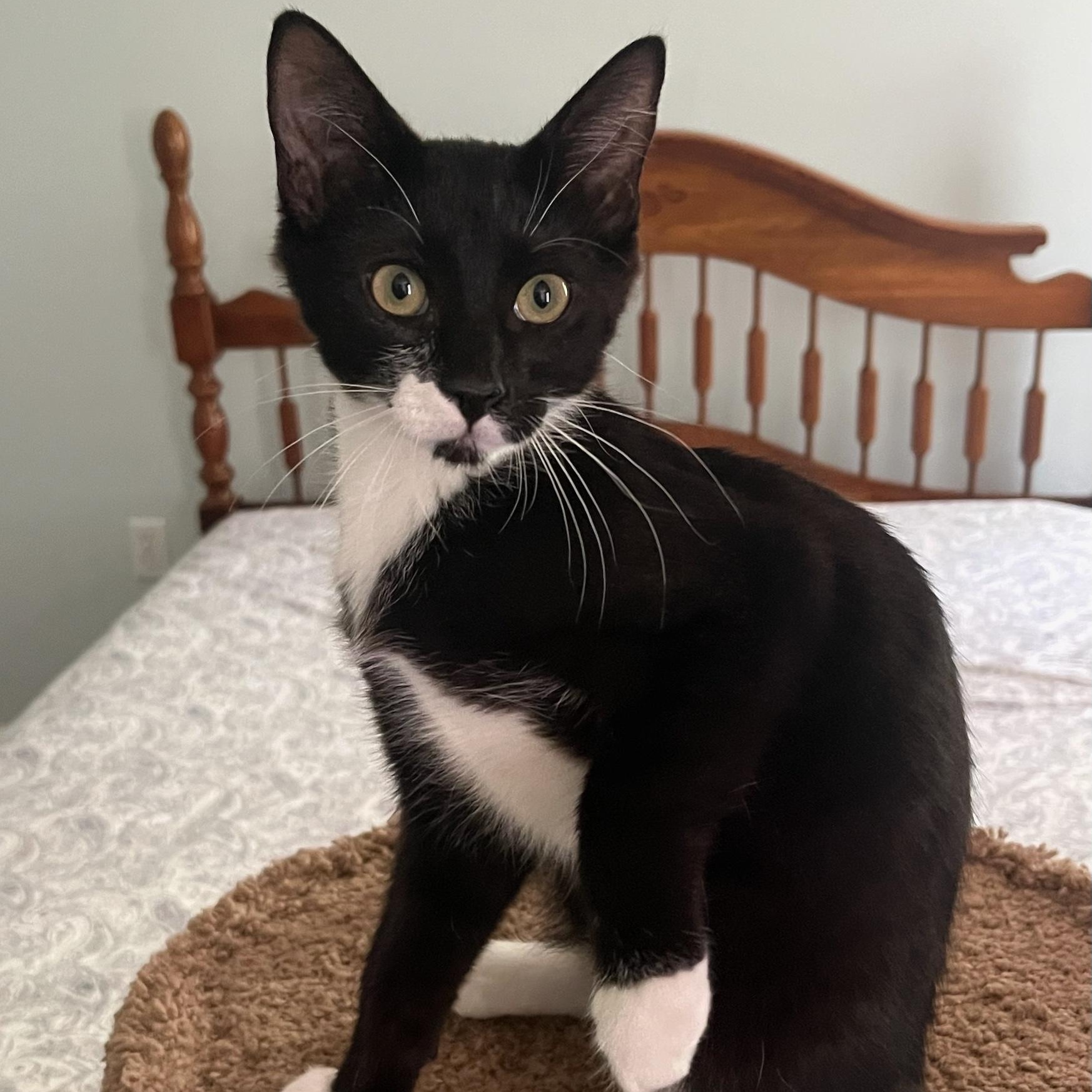 Enlarge Burgess, a Adoptable Domestic Short Hair in Richmond, VA image 2/2