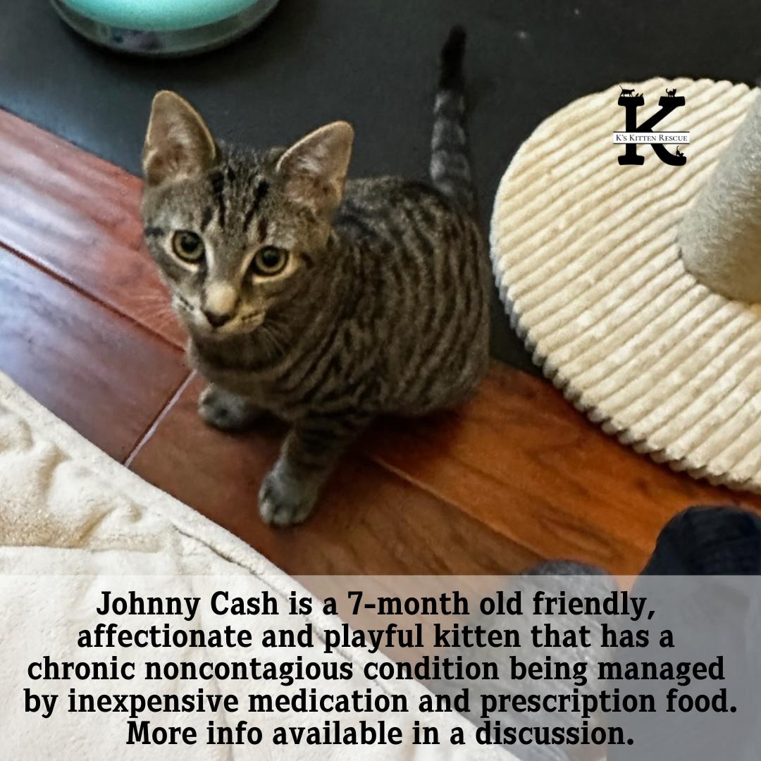 Johnny Cash, Adoptable, Young Male Domestic Short Hair.