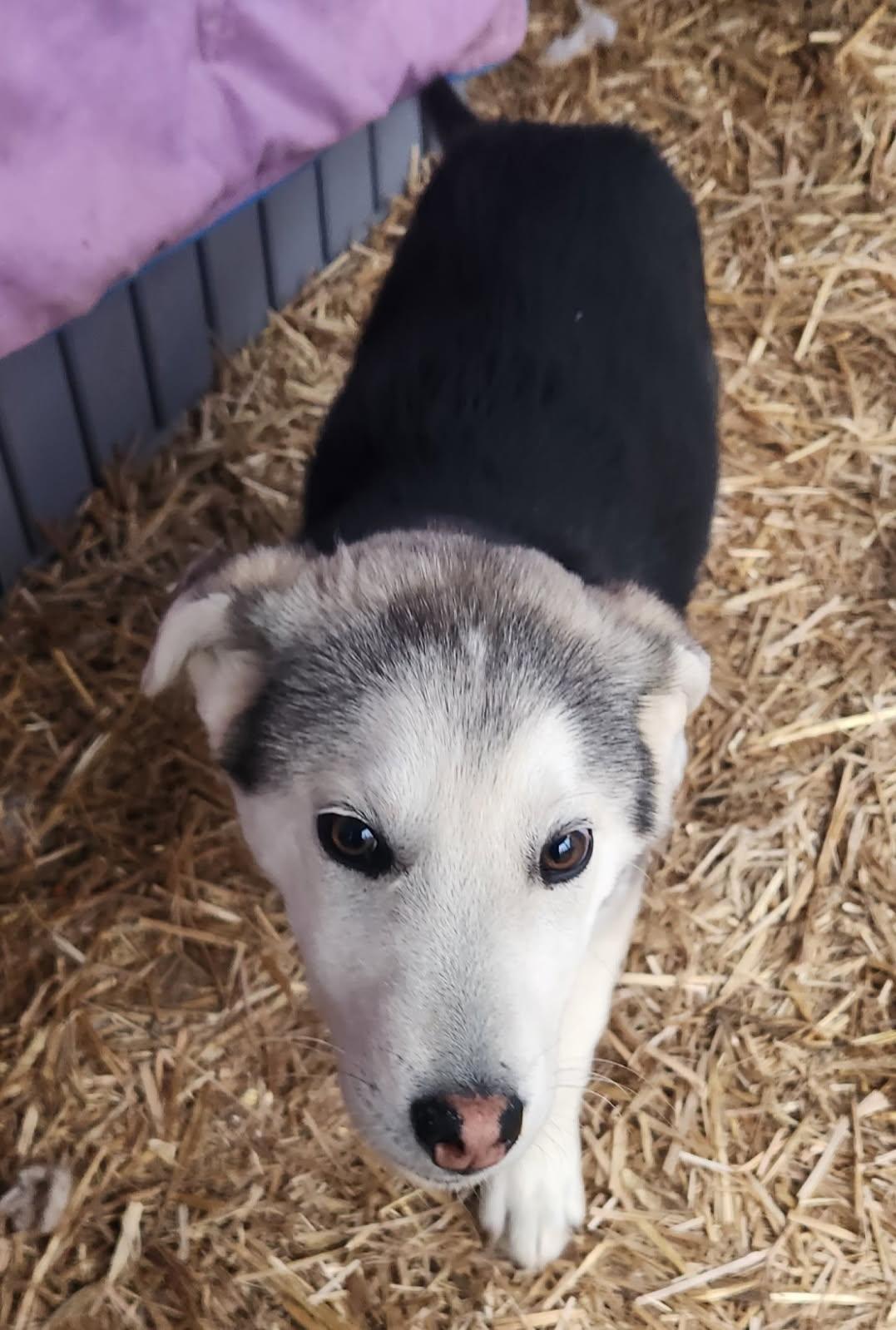 Milo, Adoptable, Young Male German Shepherd Dog & Siberian Husky.