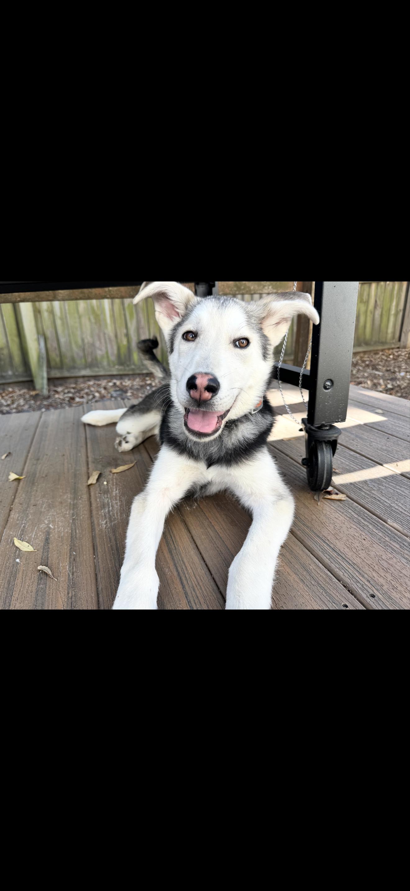 Milo, a Adoptable mixed breed in Bradenton, FL image 2/6