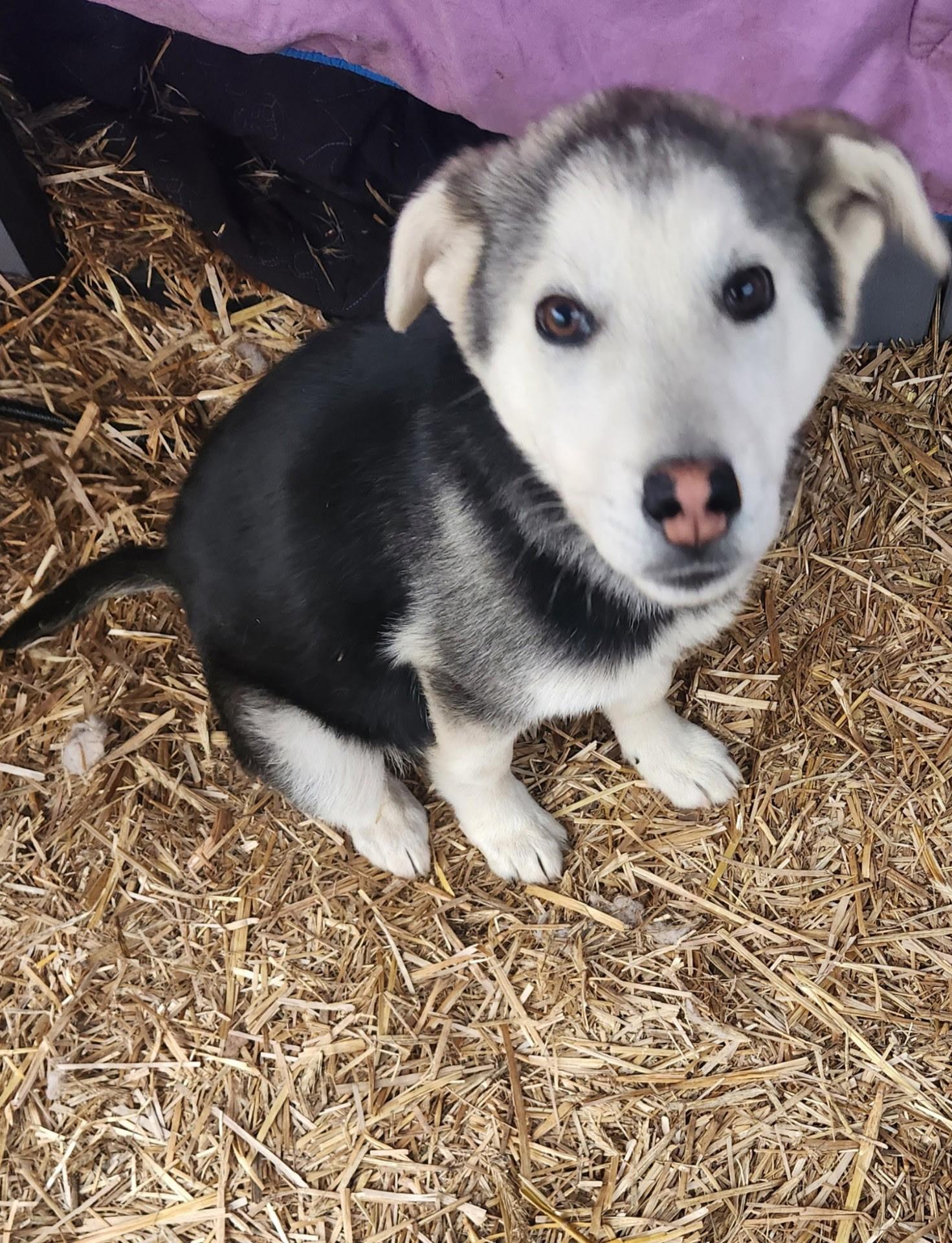 Milo, a Adoptable mixed breed in Bradenton, FL image 5/6