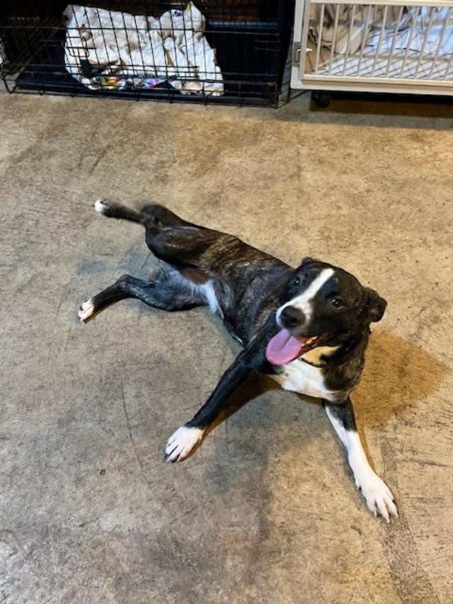 Aba, Adult Female Boston Terrier