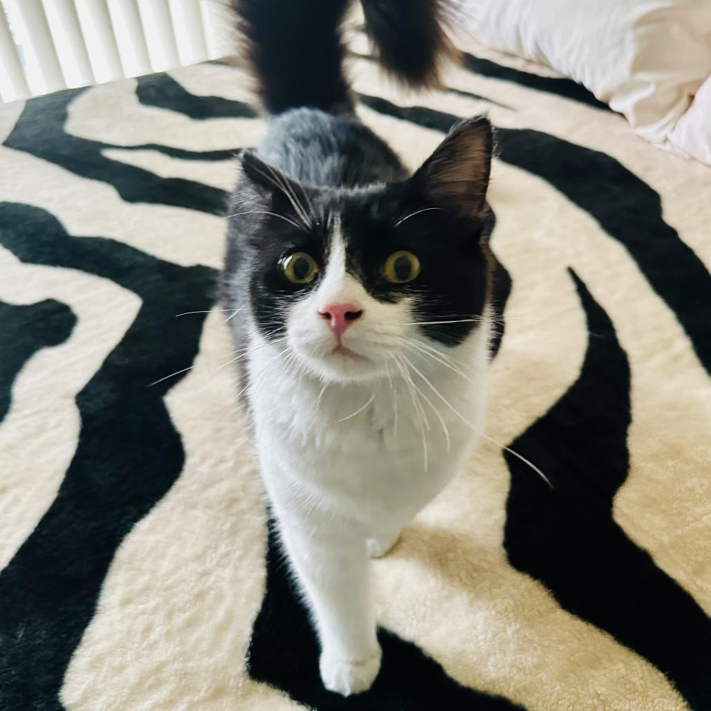 Beanie, a Adoptable Domestic Short Hair in Long Beach, CA image 1/6