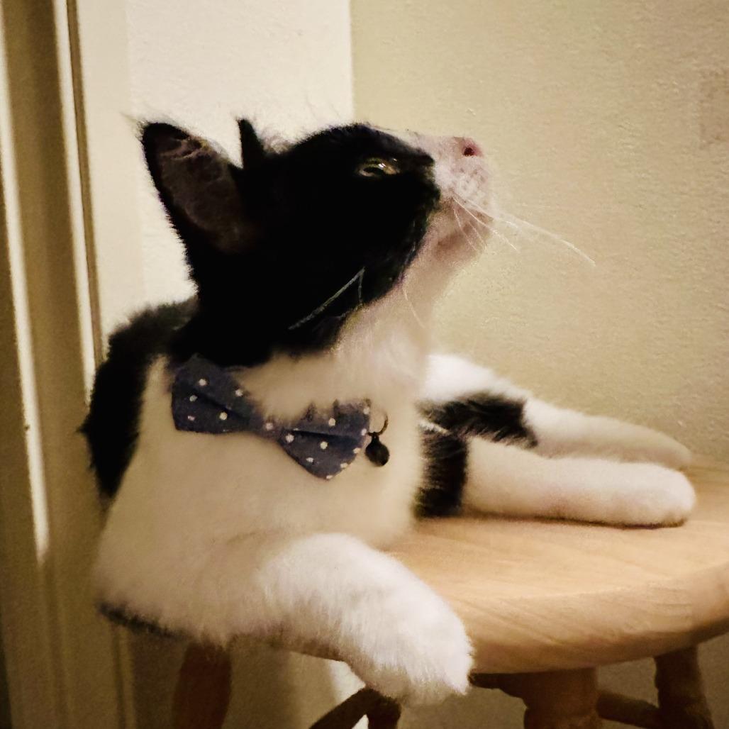 Beanie, a Adoptable Domestic Short Hair in Long Beach, CA image 2/6