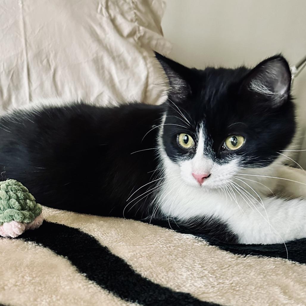 Beanie, a Adoptable Domestic Short Hair in Long Beach, CA image 4/6
