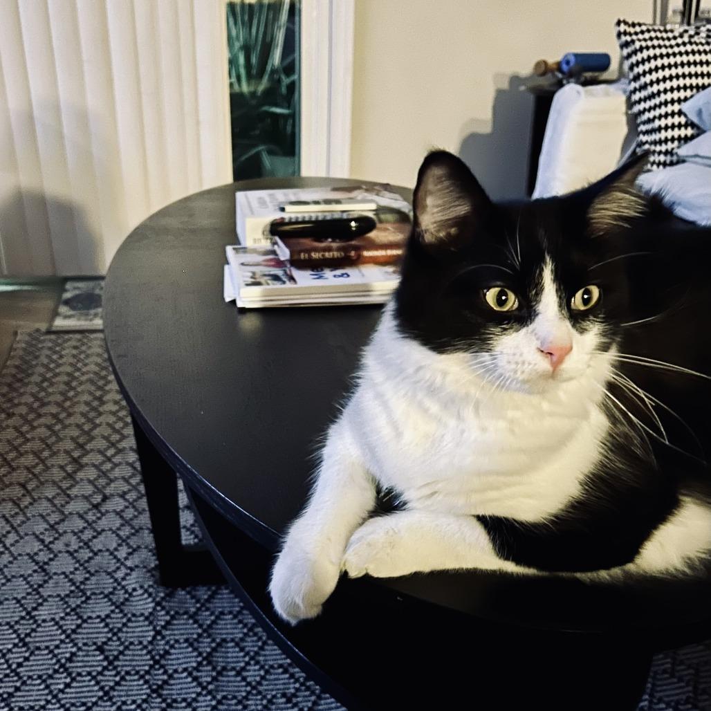 Beanie, a Adoptable Domestic Short Hair in Long Beach, CA image 5/6