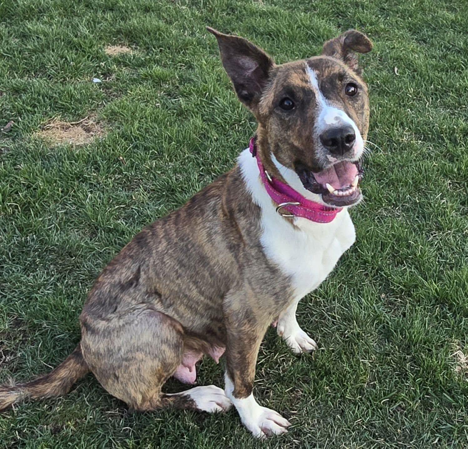 Enlarge Frida , a ADOPTABLE mixed breed in Mclean, IL image 1/2