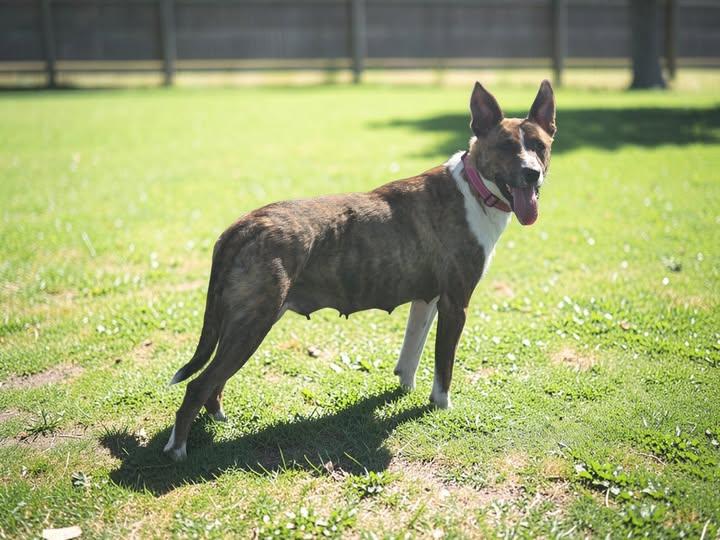 Enlarge Frida , a ADOPTABLE mixed breed in Mclean, IL image 2/2