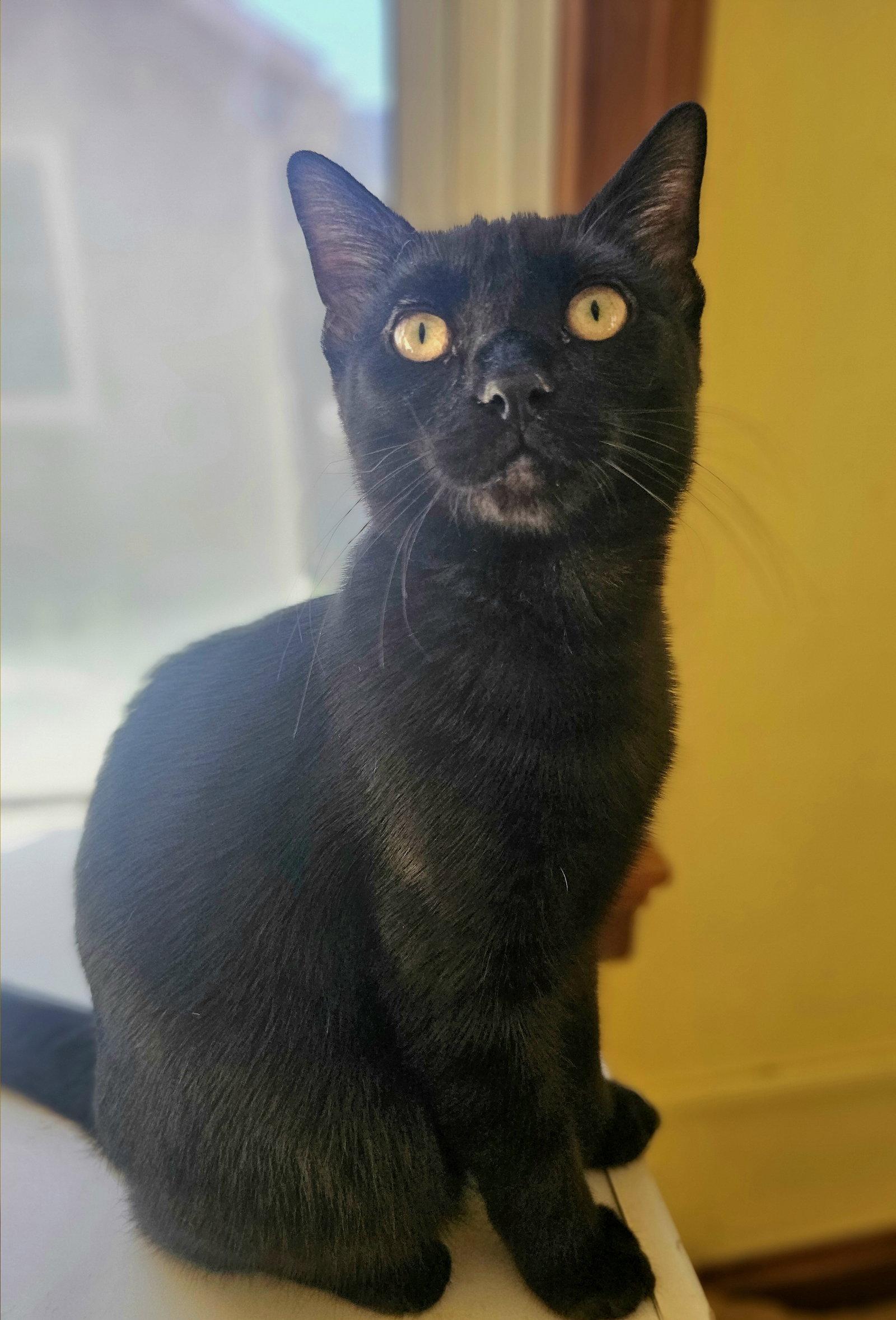 Enlarge Angel, a Adopted Domestic Medium Hair in Greenville, IL image 1/1