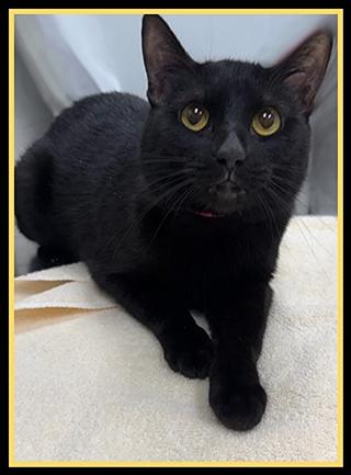 NIAMH, Adoptable, Young Female Domestic Short Hair.