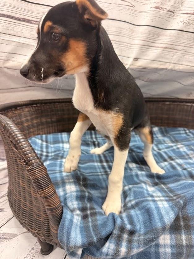 Tina, a Adoptable Terrier in Neillsville, WI image 2/2