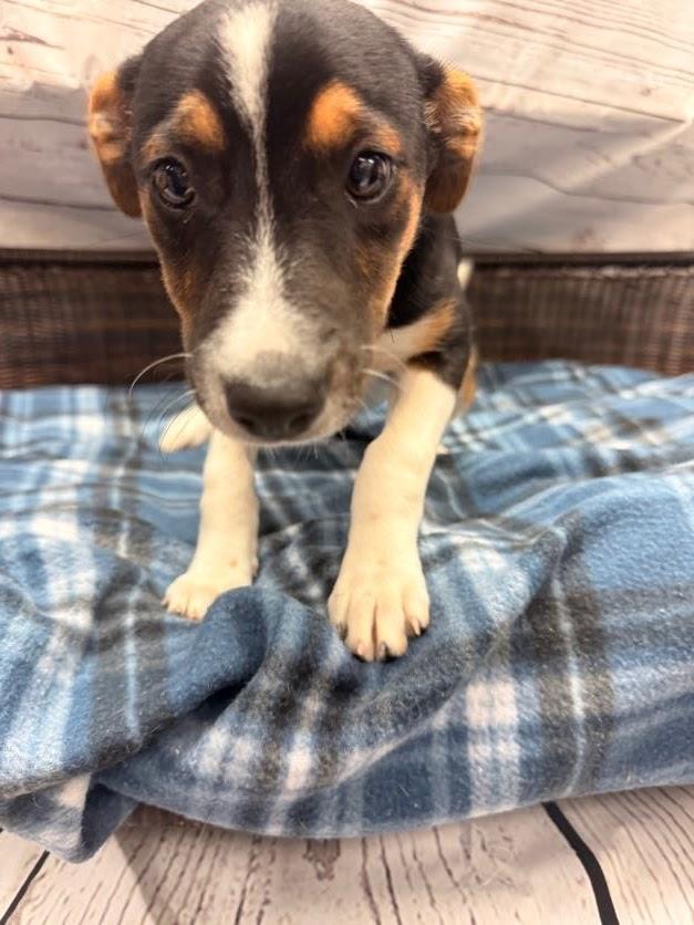 Tina, a Adoptable Terrier in Neillsville, WI image 1/2
