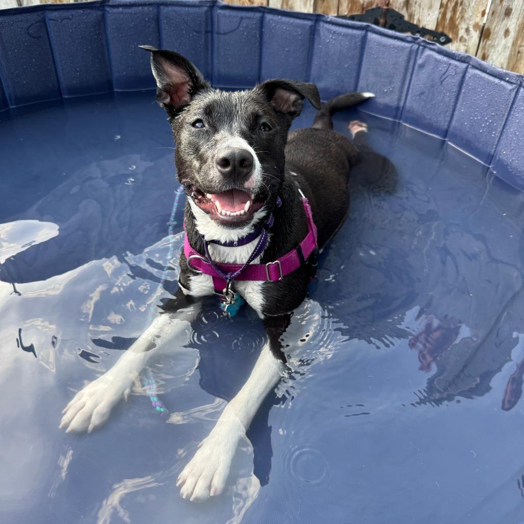 Swifty, Adoptable, Adult Female Mixed Breed.