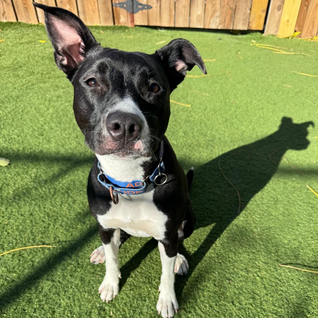 Swifty, a Adoptable Mixed Breed image 1/6