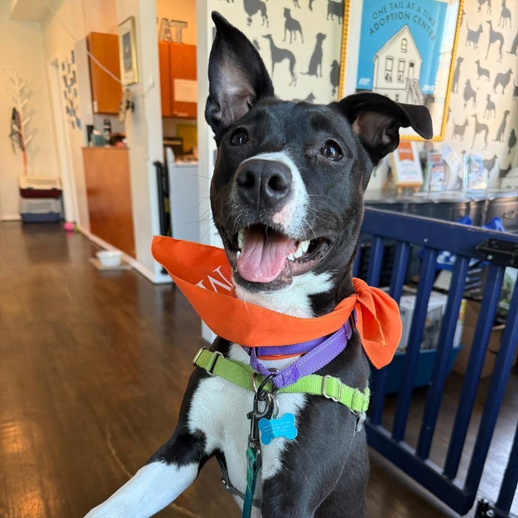 Swifty, a Adoptable Mixed Breed image 3/6