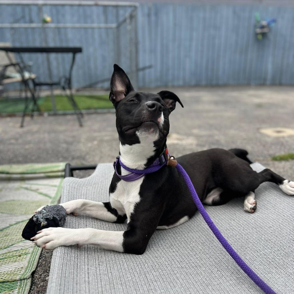 Swifty, a Adoptable Mixed Breed image 4/6