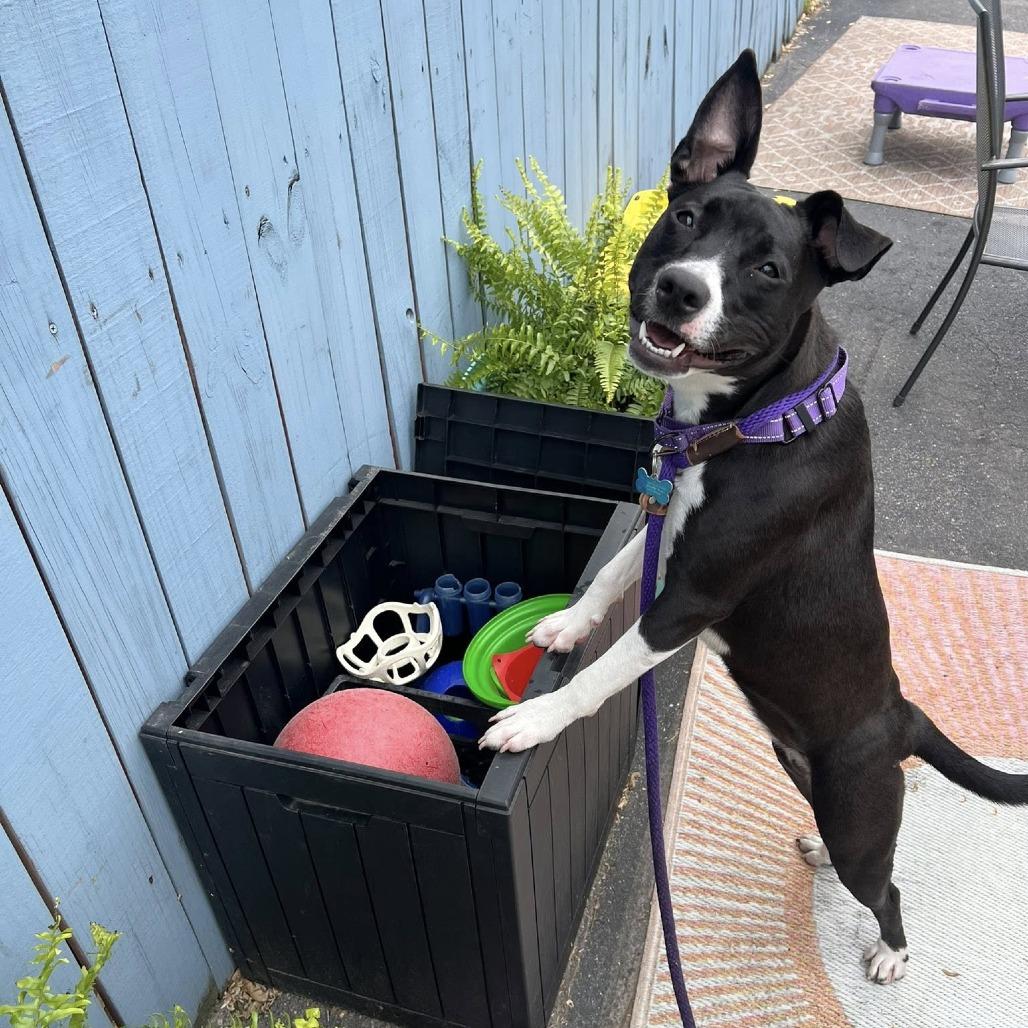 Swifty, a Adoptable Mixed Breed image 5/6