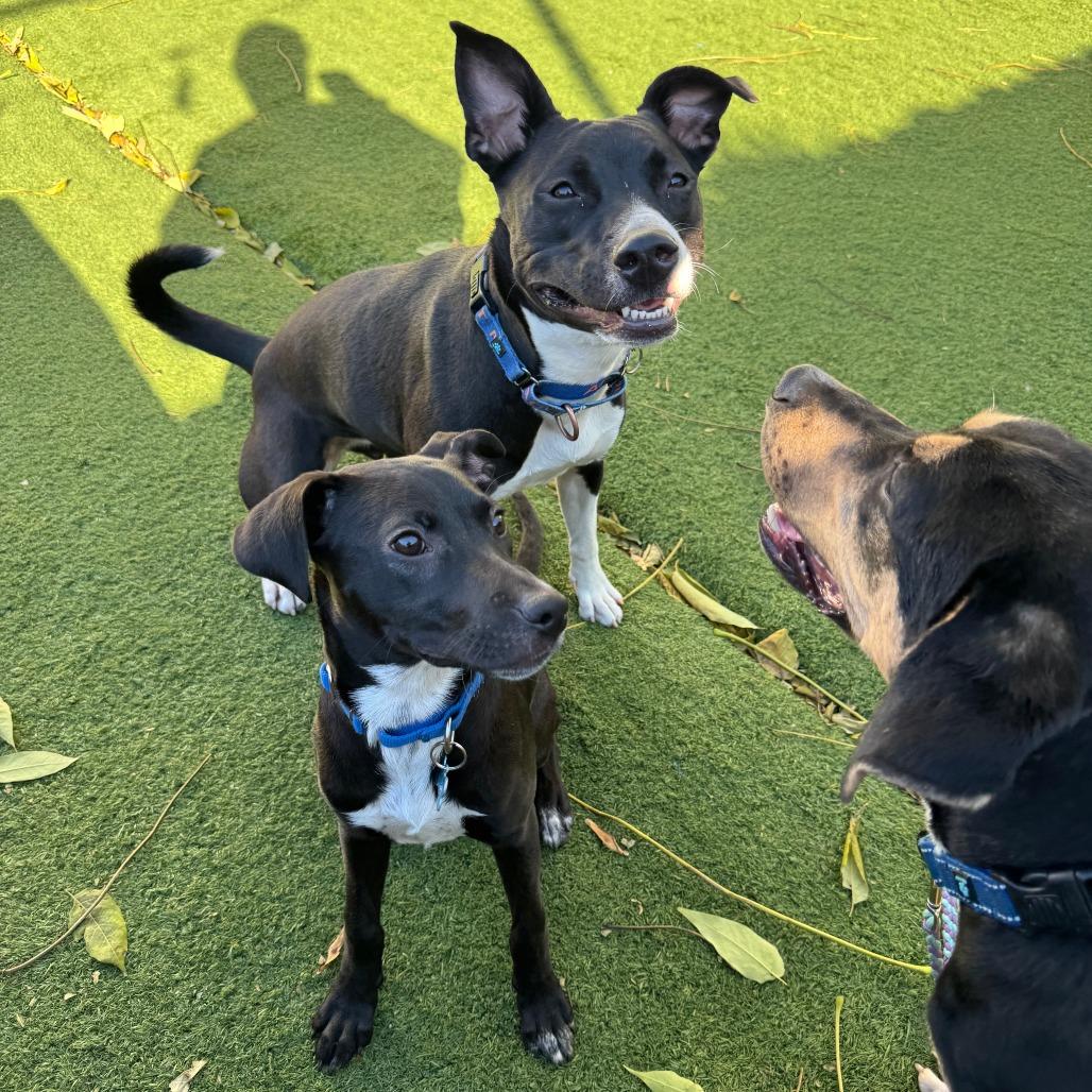 Enlarge Swifty, a Adoptable Mixed Breed in Chicago, IL image 5/6