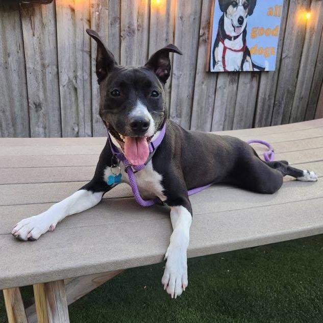 Swifty, a Adoptable Mixed Breed image 6/6