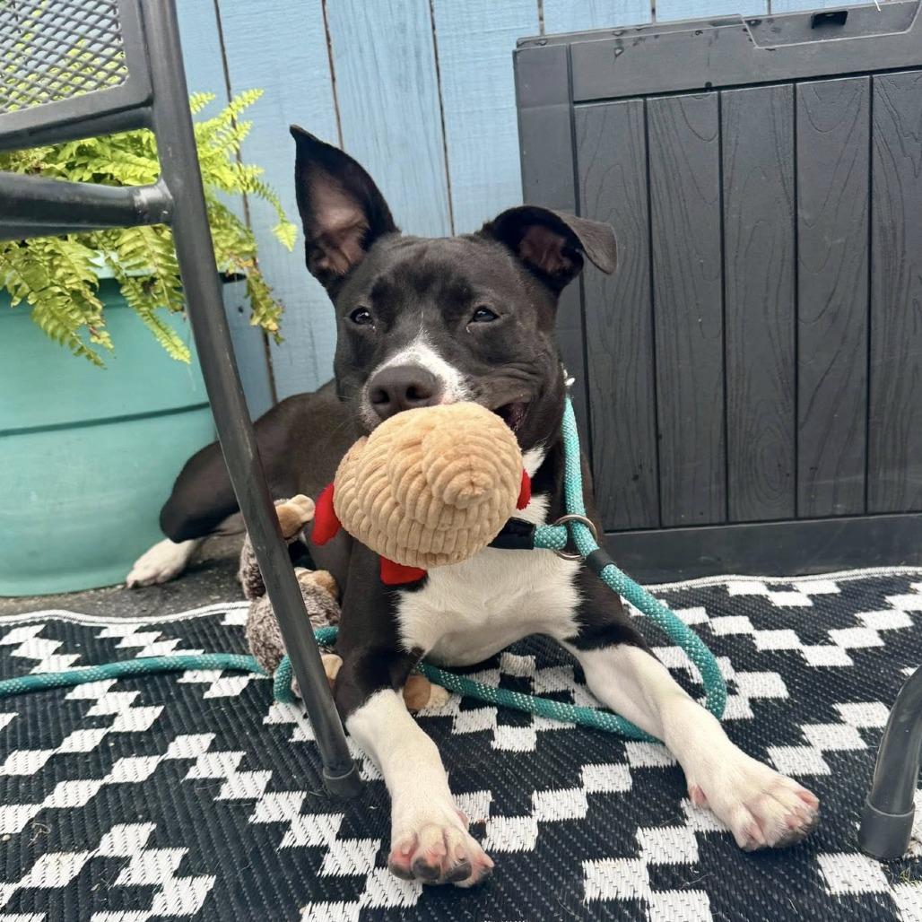 Enlarge Swifty, a Adoptable Mixed Breed in Chicago, IL image 6/6