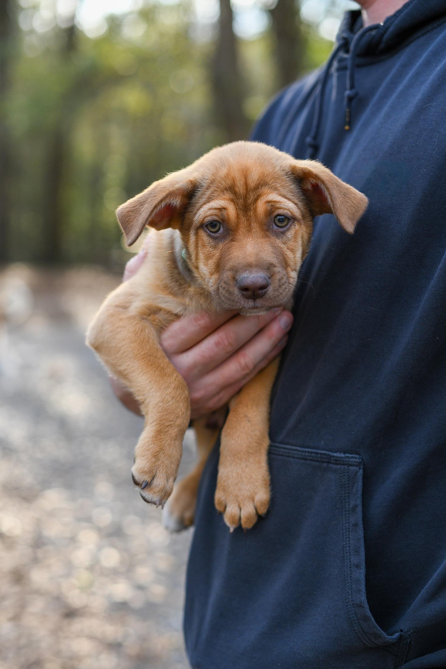 Enlarge Walker , a Adoptable Mixed Breed in Argyle, NY image 4/4