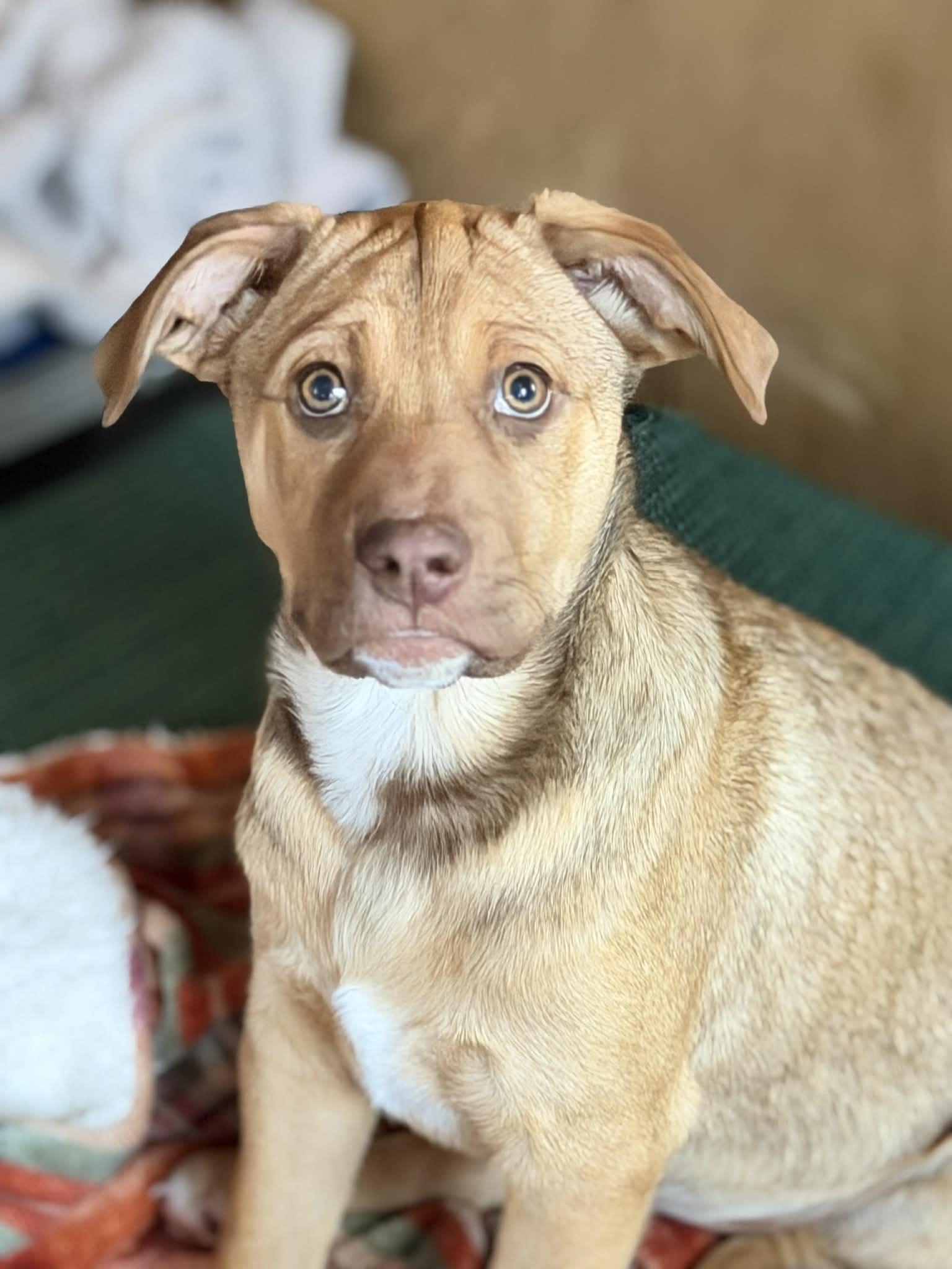 Walker , Adoptable, Puppy Male Mixed Breed.