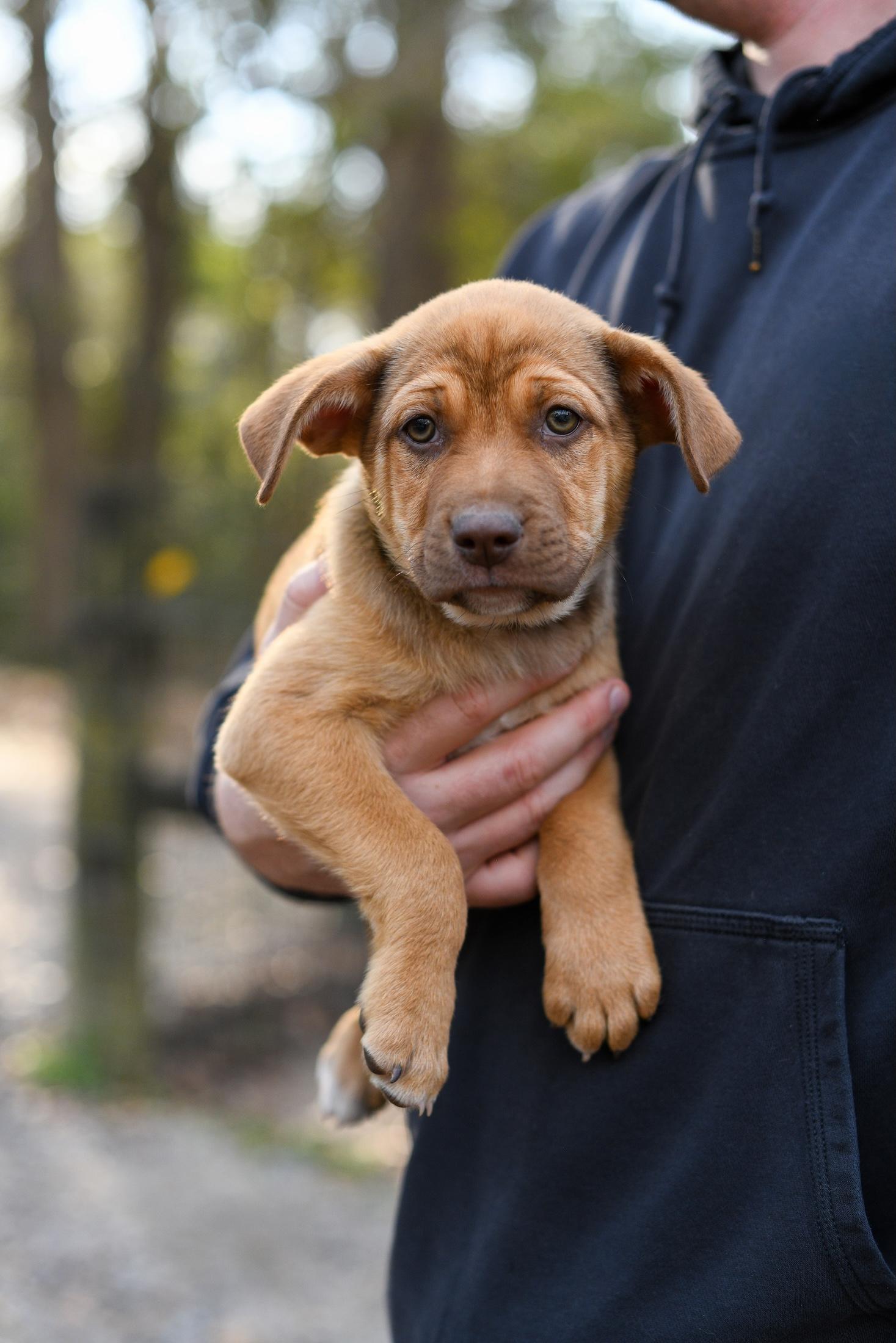 Walker , Adoptable, Puppy Male Mixed Breed.