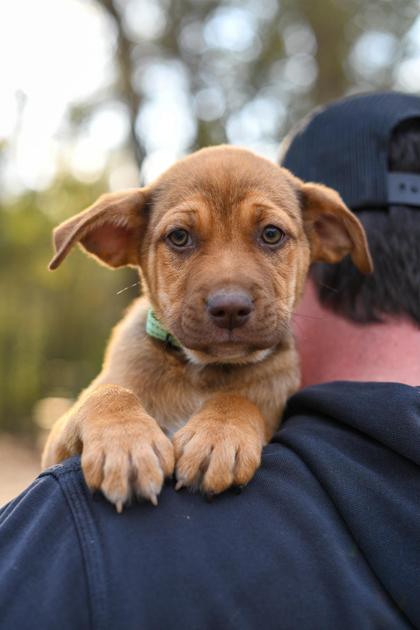 Enlarge Walker , a Adoptable Mixed Breed in Argyle, NY image 3/4