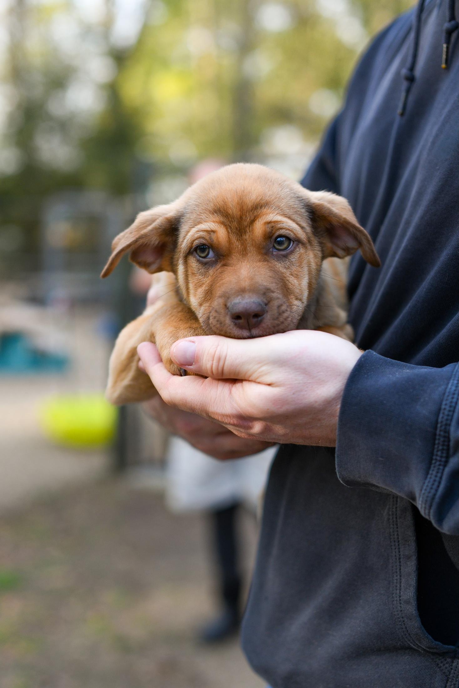 Enlarge Walker , a Adoptable Mixed Breed in Argyle, NY image 2/4