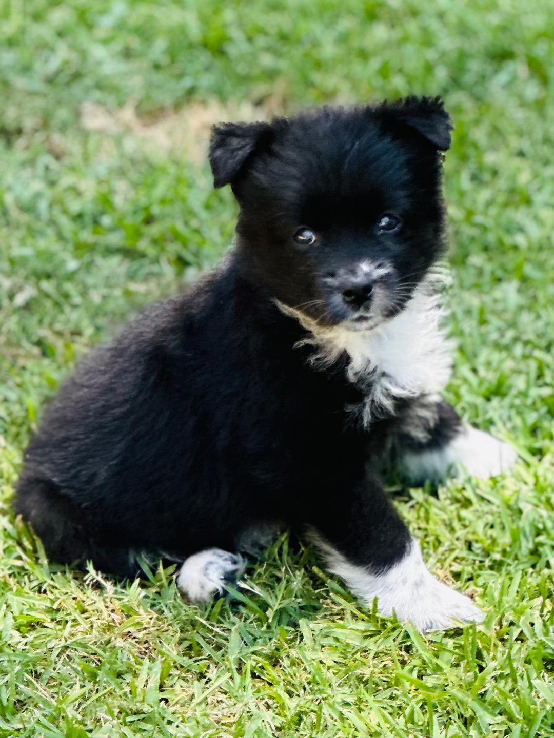 Mabel, Adopted, Puppy Female Australian Shepherd.