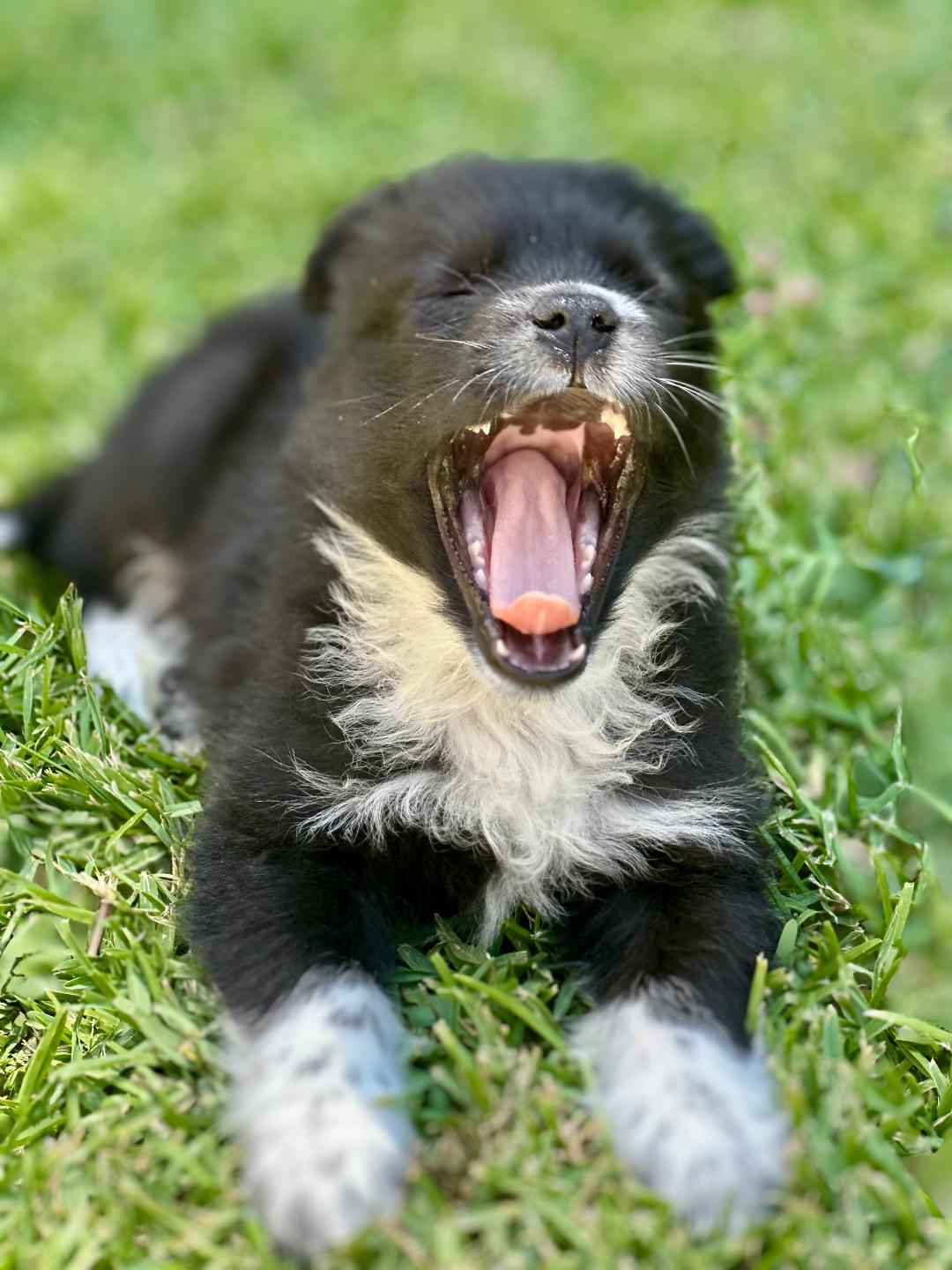 Enlarge Mabel, a Adopted mixed breed in Huntington Beach, CA image 2/5