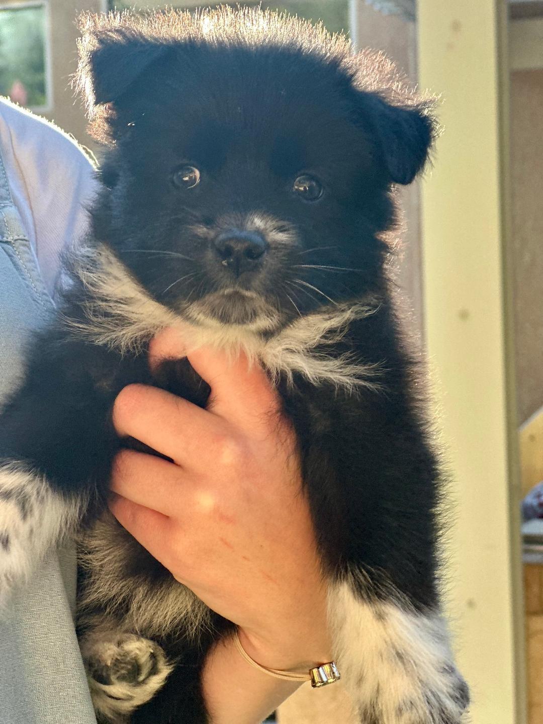 Enlarge Mabel, a Adopted mixed breed in Huntington Beach, CA image 3/5