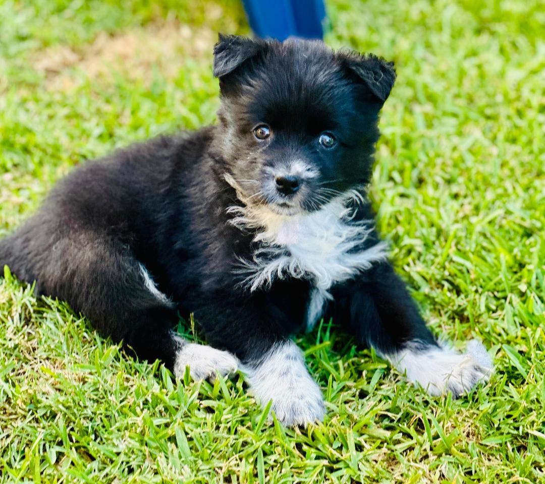 Enlarge Mabel, a Adopted mixed breed in Huntington Beach, CA image 4/5