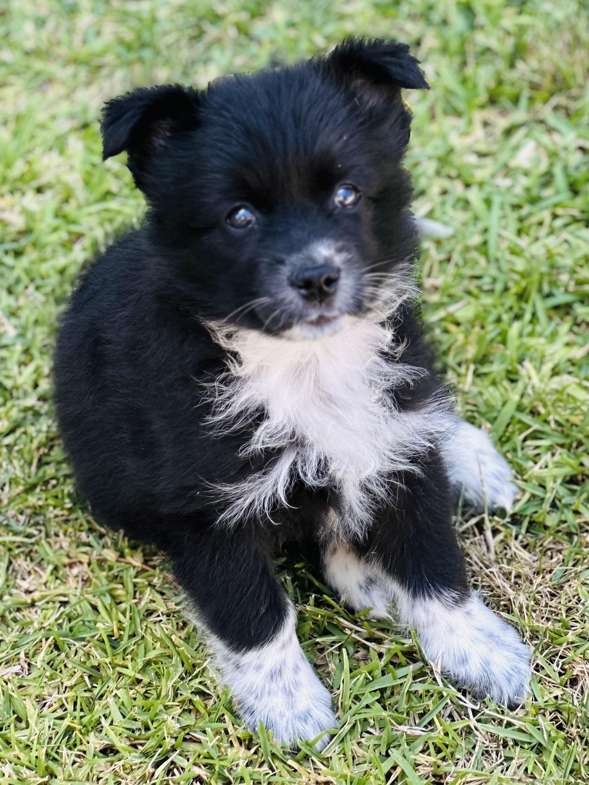 Enlarge Mabel, a Adopted mixed breed in Huntington Beach, CA image 5/5
