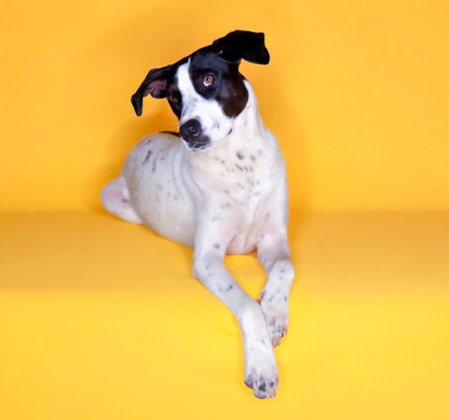 Enlarge Bones, a Adoptable mixed breed in Chelsea, OK image 1/3
