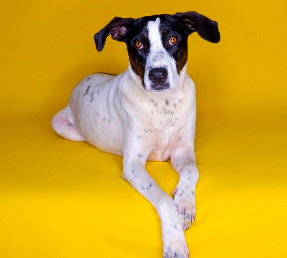 Enlarge Bones, a Adoptable mixed breed in Chelsea, OK image 2/3