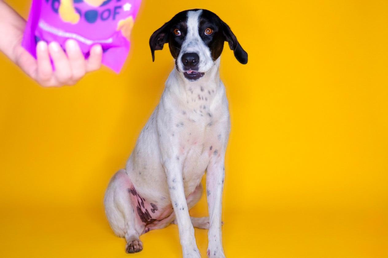 Enlarge Bones, a Adoptable mixed breed in Chelsea, OK image 3/3