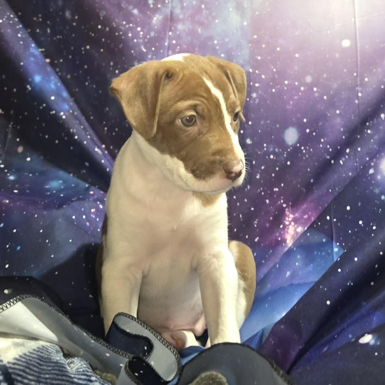 Enlarge Jupiter, a ADOPTABLE mixed breed in Prior Lake, MN image 4/4