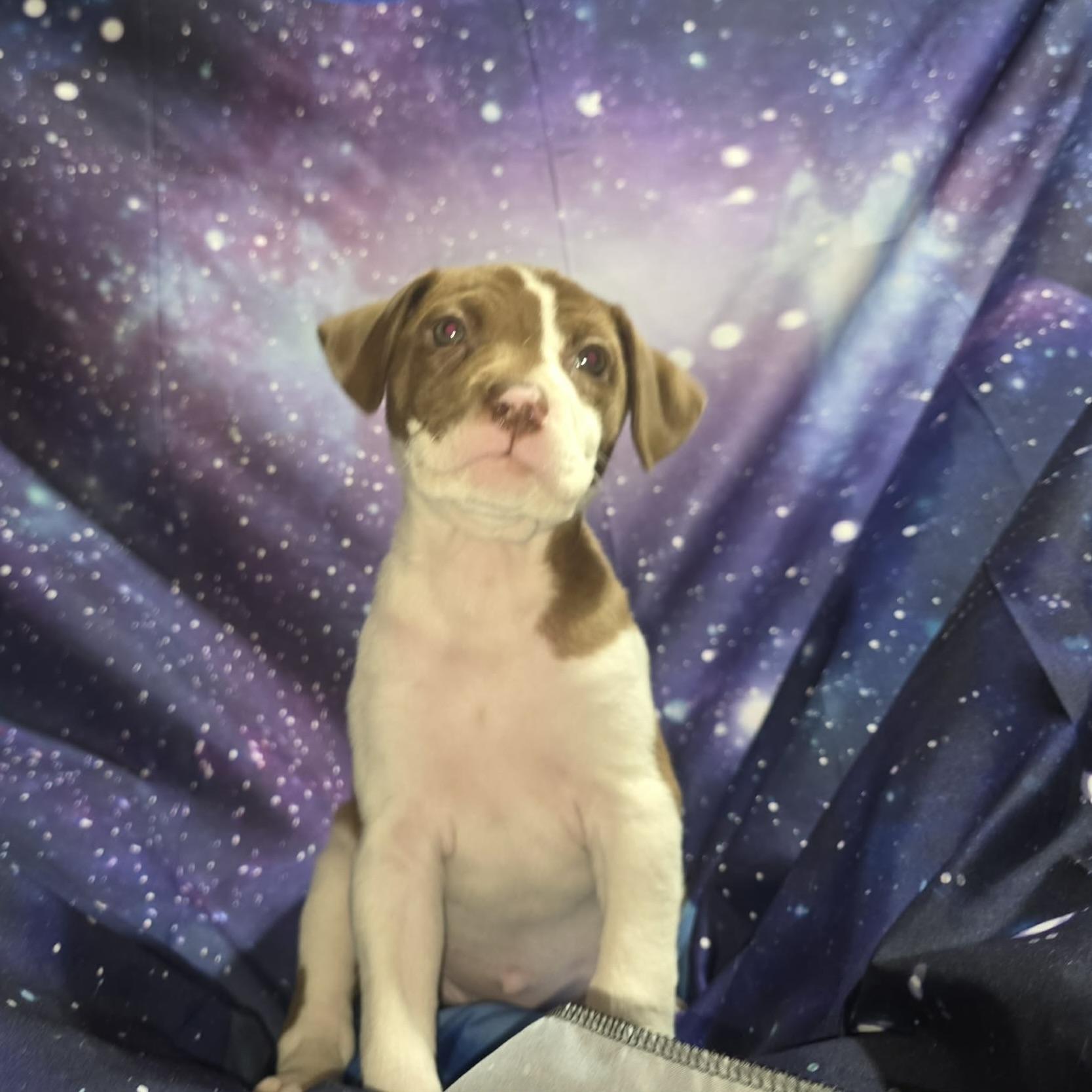 Enlarge Jupiter, a ADOPTABLE mixed breed in Prior Lake, MN image 2/4