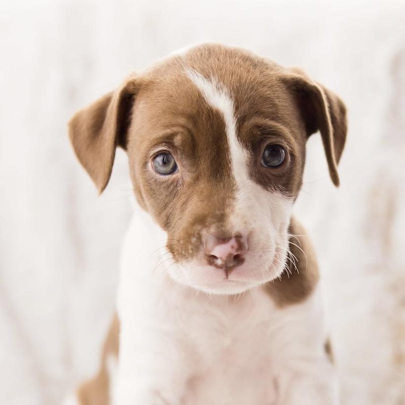 Jupiter, ADOPTABLE, Puppy Female Terrier & Mixed Breed.