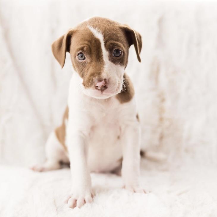 Enlarge Jupiter, a ADOPTABLE mixed breed in Prior Lake, MN image 3/4