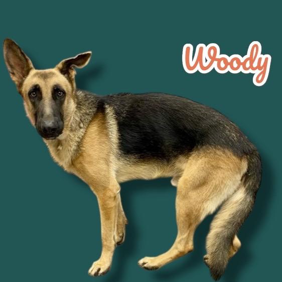 Woody, Adoptable, Young Male German Shepherd Dog.