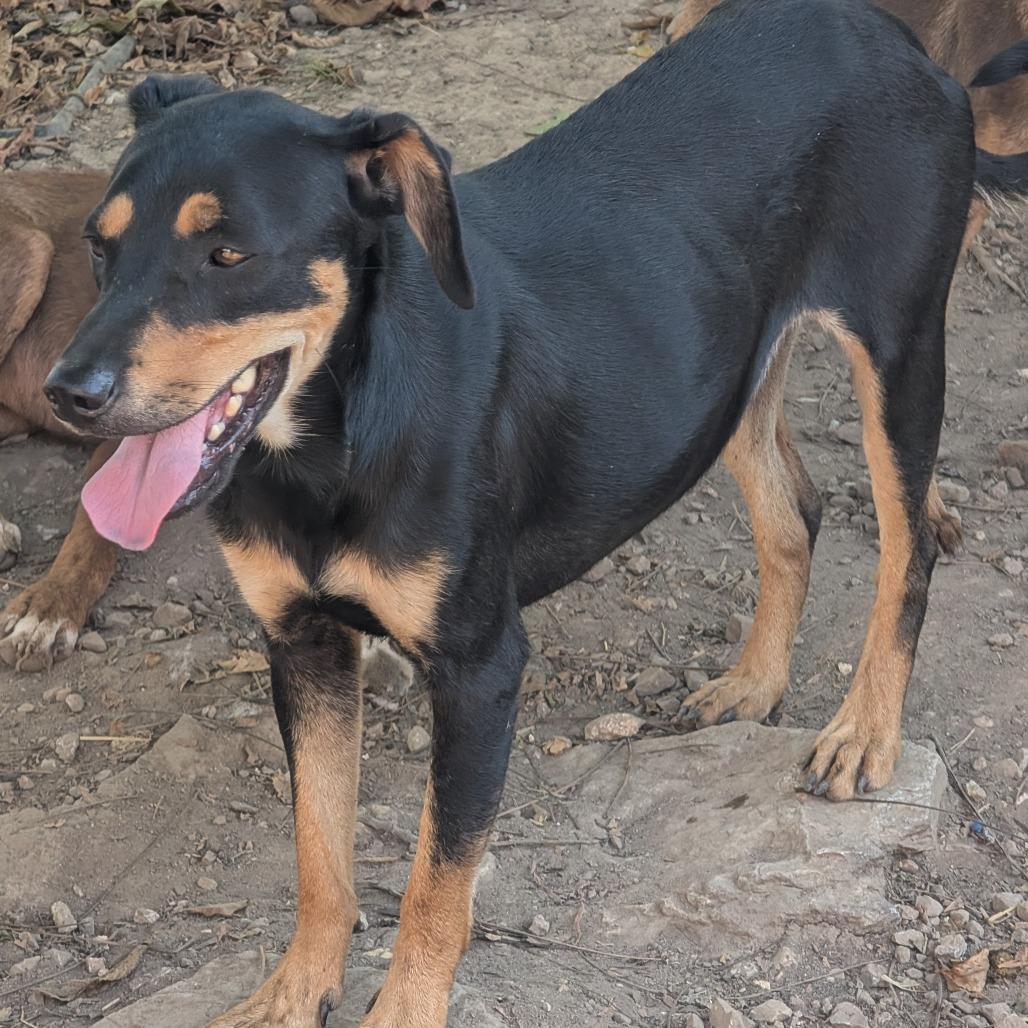 Chubby, Adoptable, Adult Male Mixed Breed.