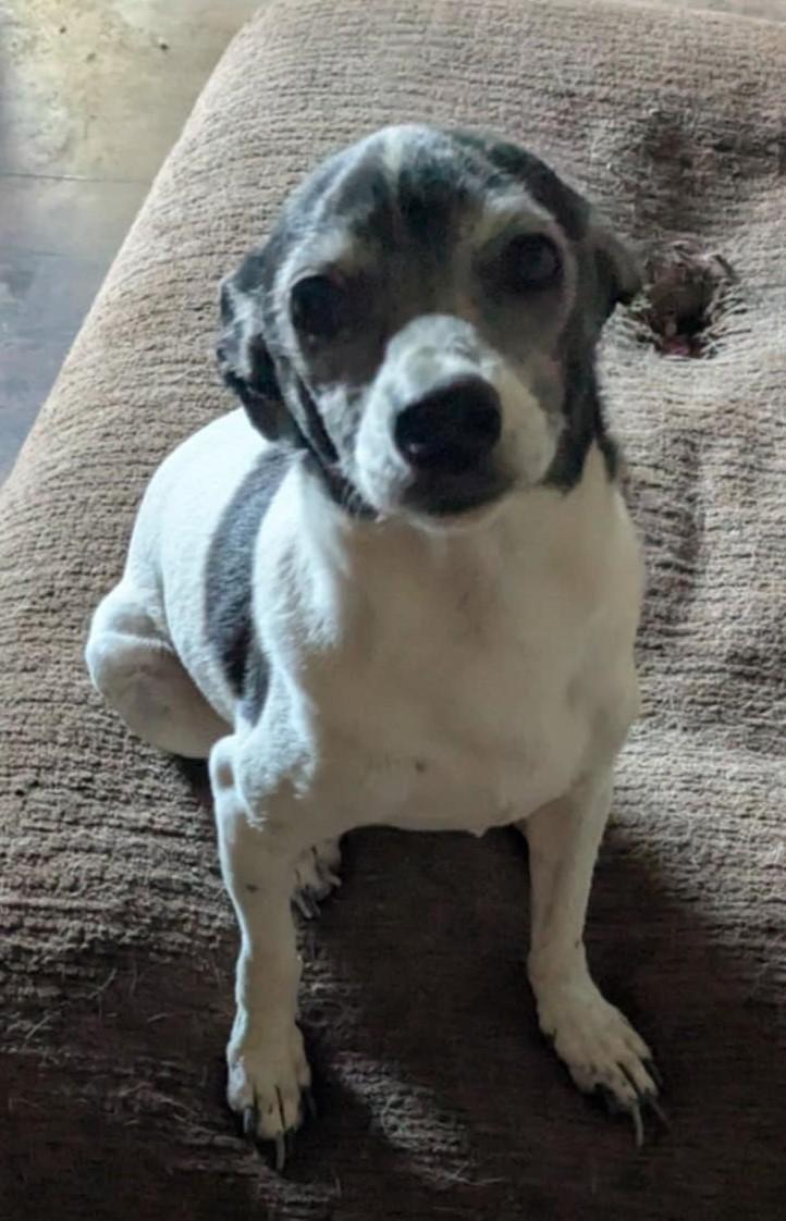 Maddy's McGruff aka Jack, an adoptable Rat Terrier in Las Vegas, NV, 89136 | Photo Image 3