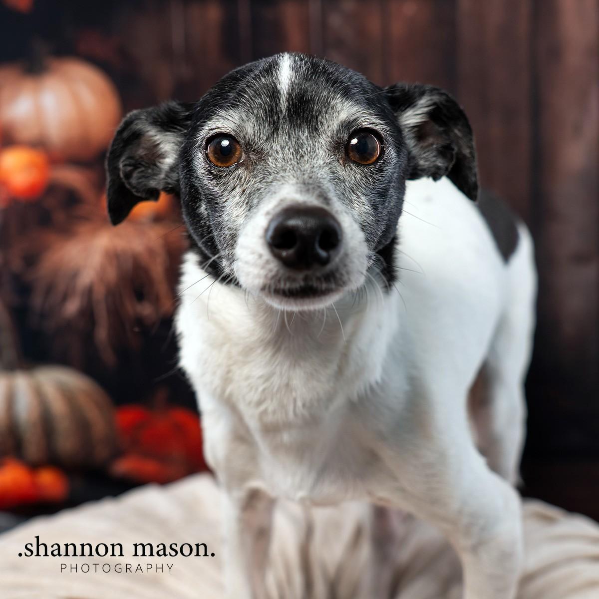 Maddy's McGruff aka Jack, an adoptable Rat Terrier in Las Vegas, NV, 89136 | Photo Image 1